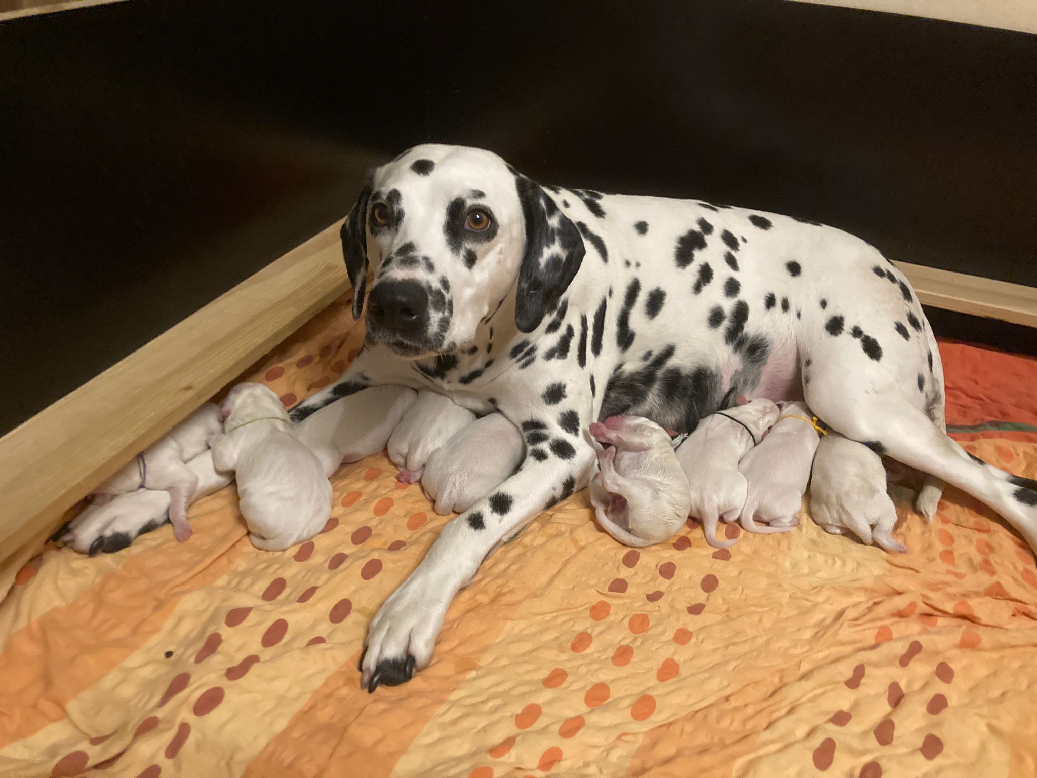 Dorie und die Jungen