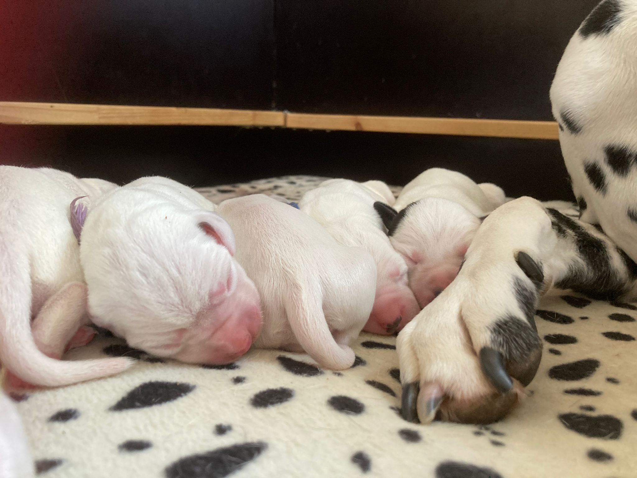 Dorie und die Jungen