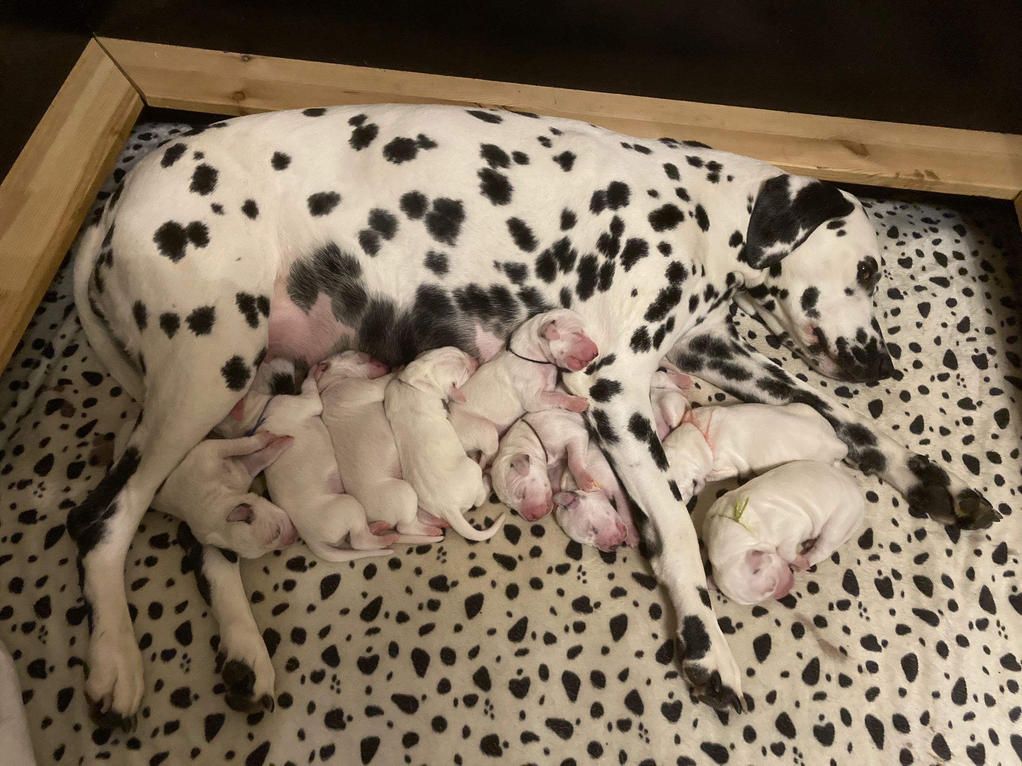 Dorie und die Jungen