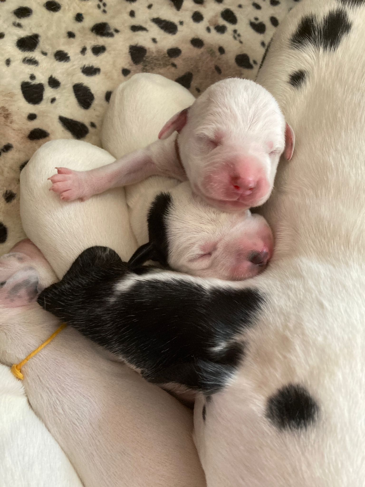 Dorie und die Jungen