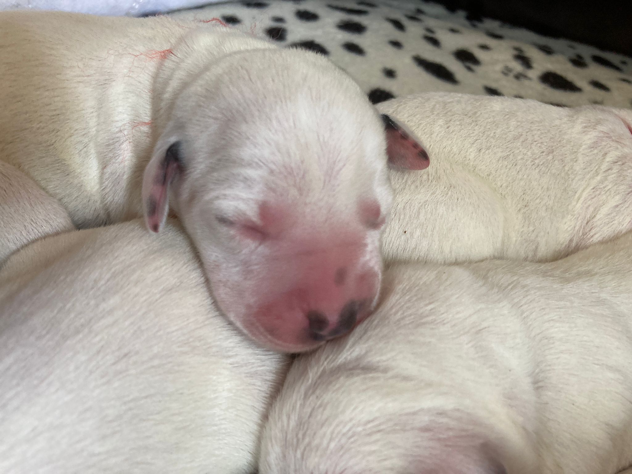 Dorie und die Jungen