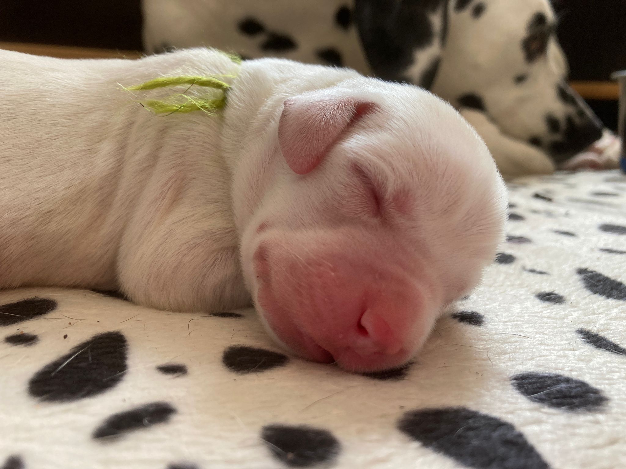 Dorie und die Jungen