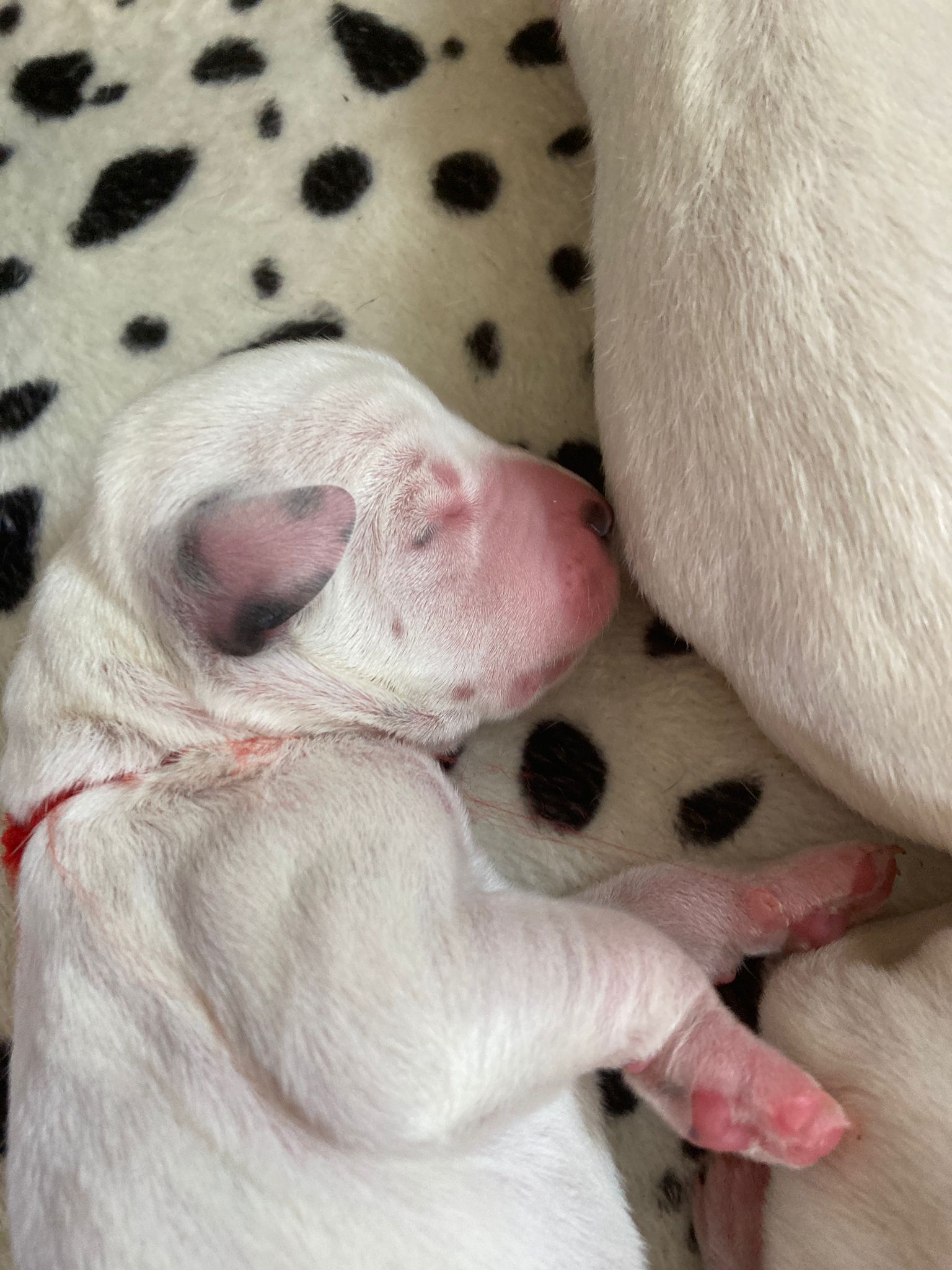 Dorie und die Jungen