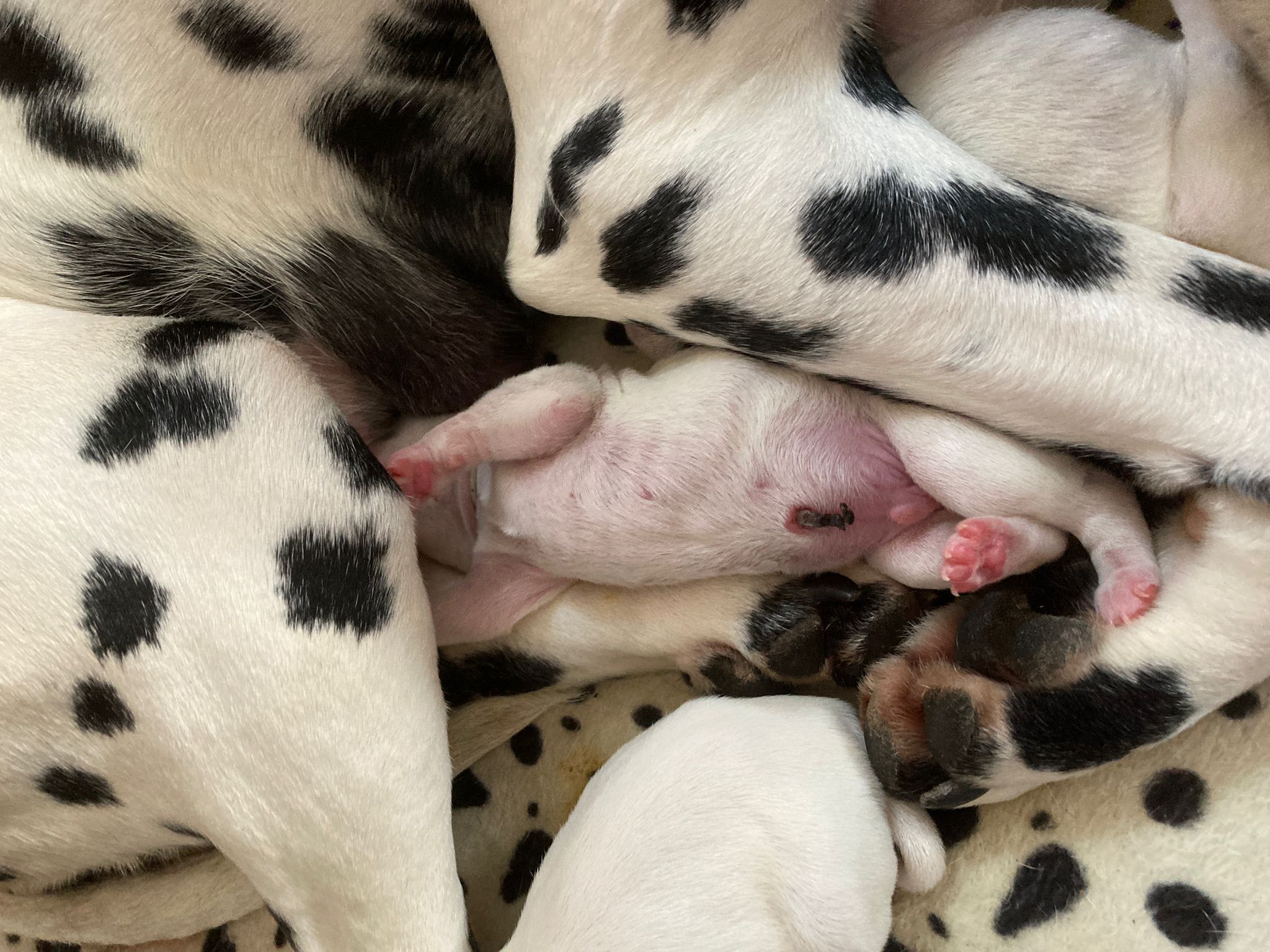 Dorie und die Jungen