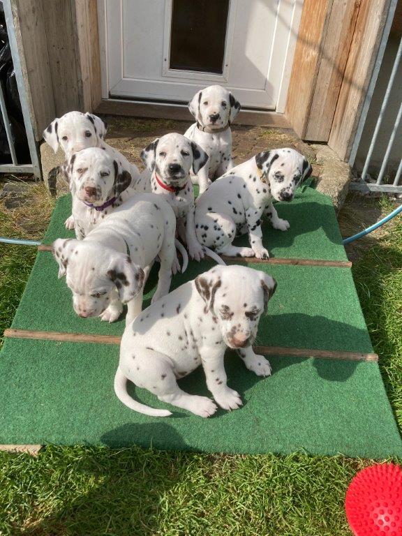 Dorie und die Jungen