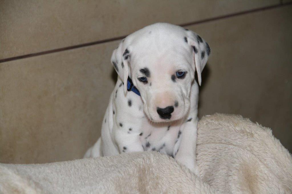 Dorie und die Jungen