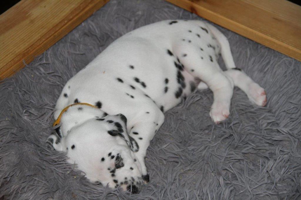 Dorie und die Jungen