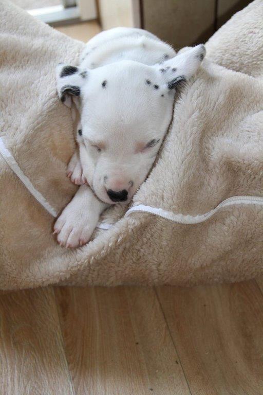 Dorie und die Jungen