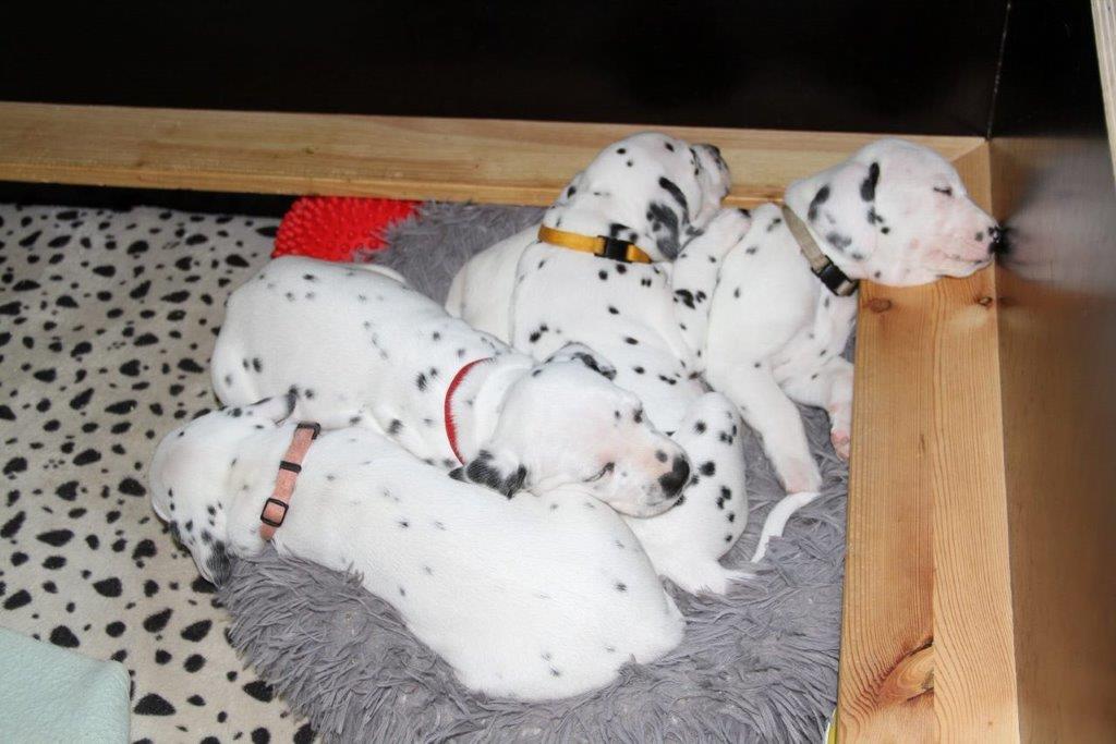 Dorie und die Jungen