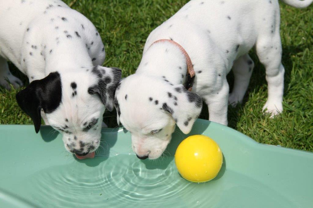 Dorie und die Jungen