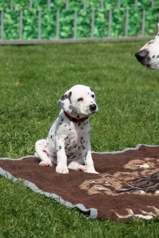Dorie und die Jungen