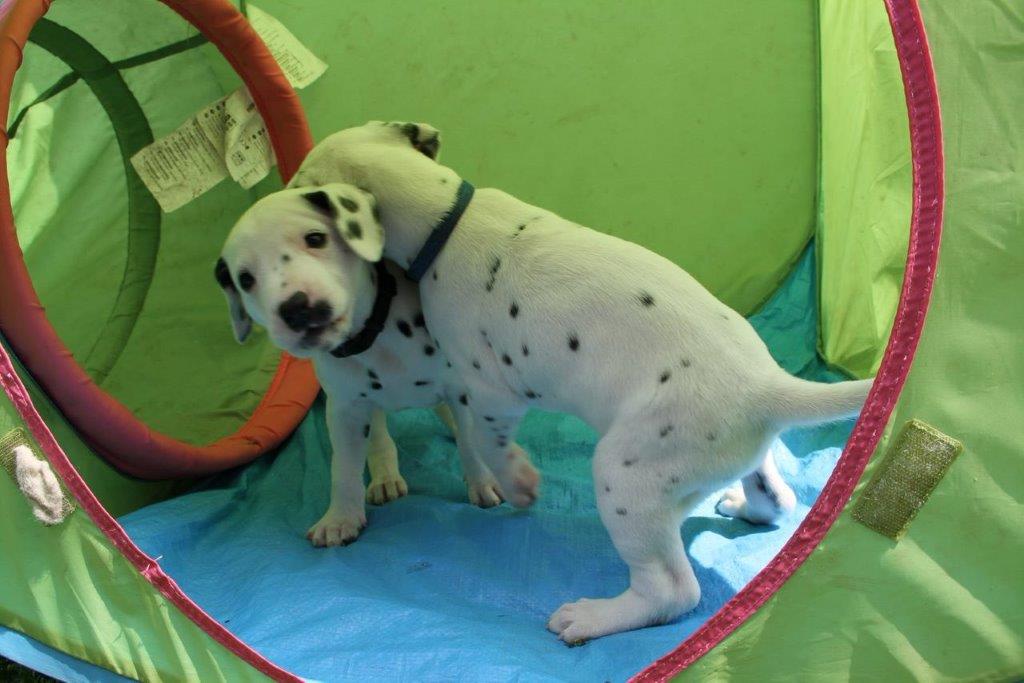 Dorie und die Jungen