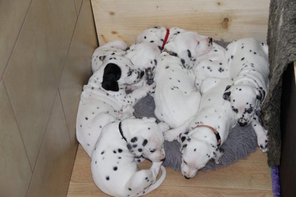 Dorie und die Jungen