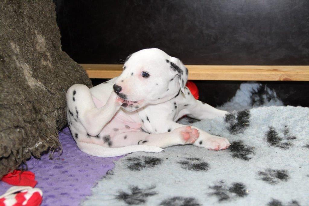 Dorie und die Jungen