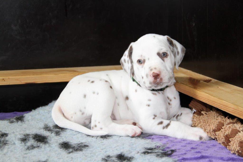 Dorie und die Jungen