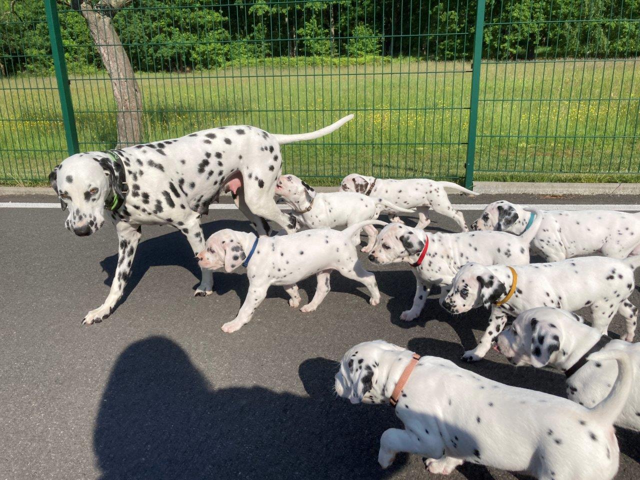 Dorie und die Jungen