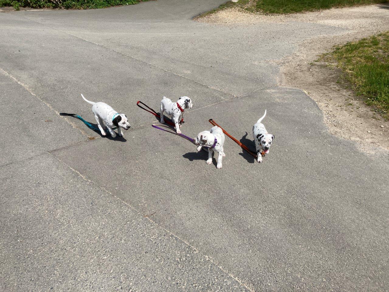 Dorie und die Jungen