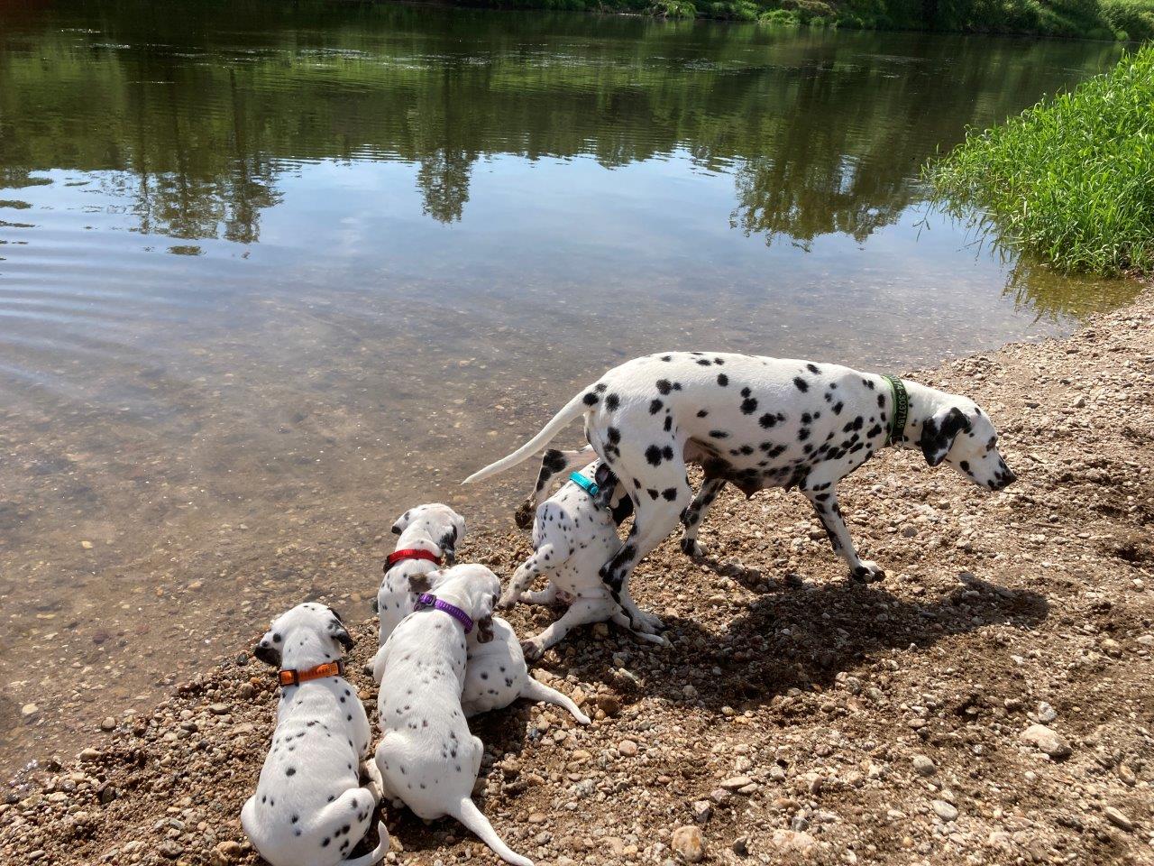 Dorie und die Jungen
