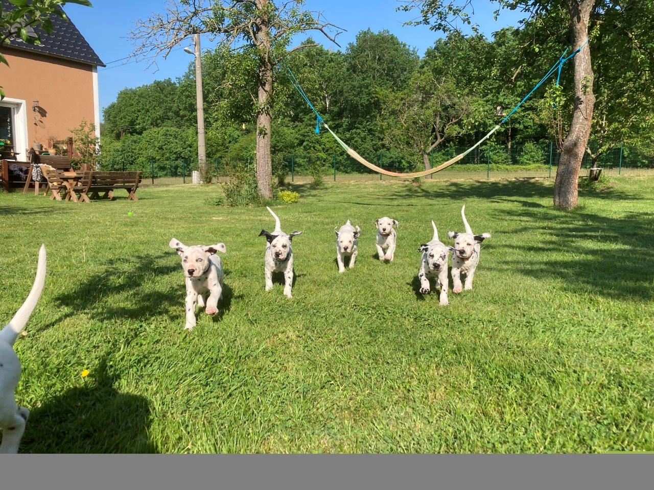 Dorie und die Jungen
