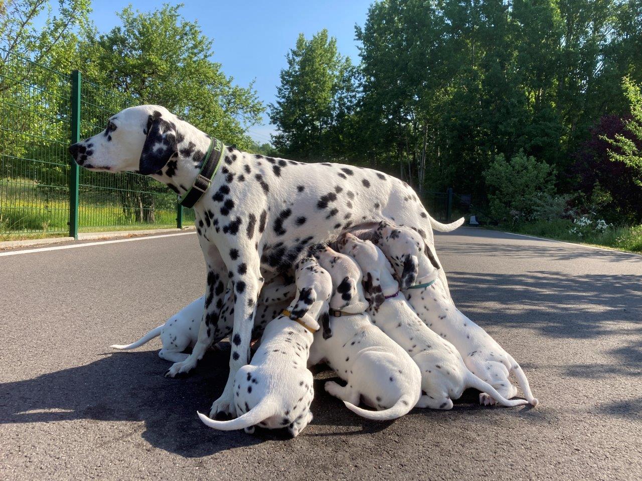 Dorie und die Jungen