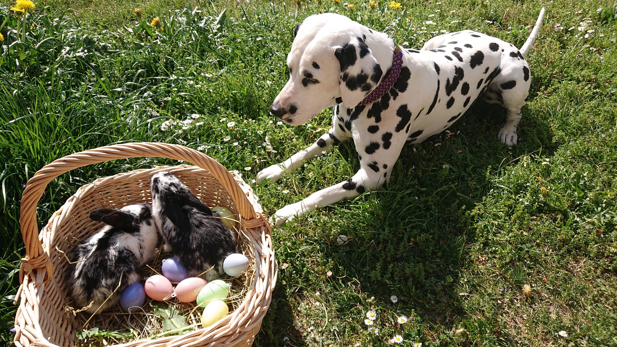 Giaro mit Osterhasen