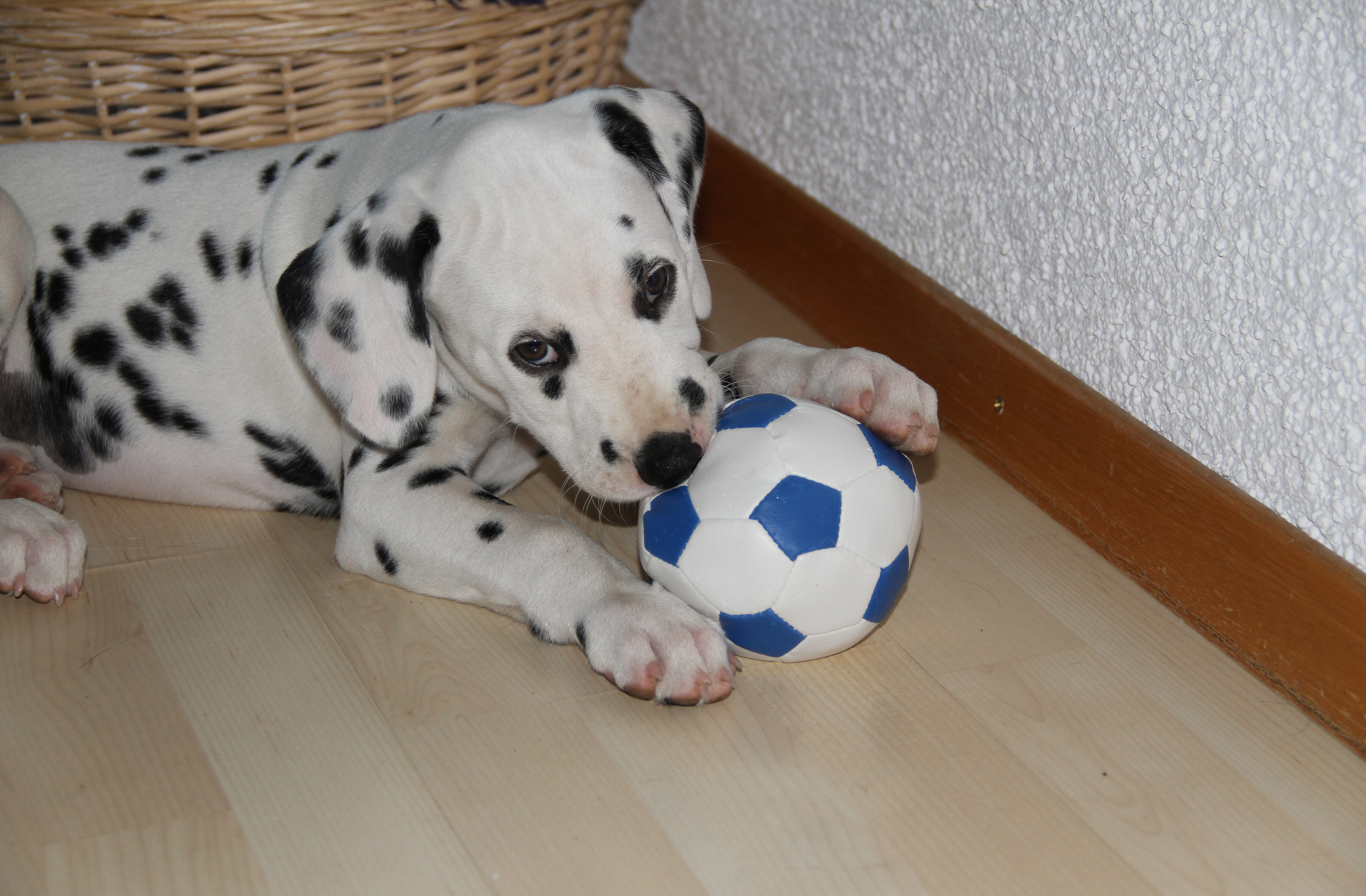 Giaro mit Ball