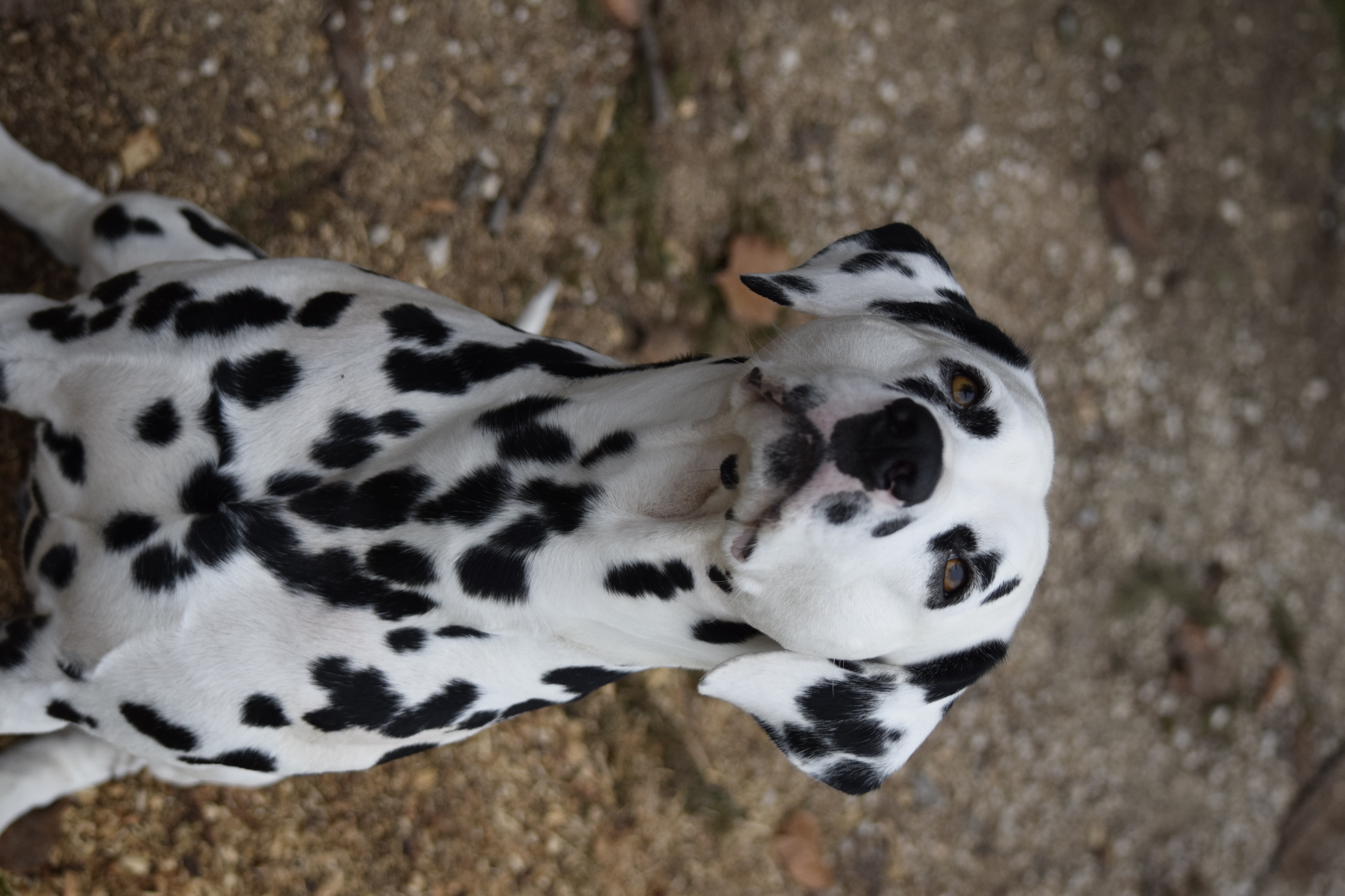Giaro mit Blick zum Himmel