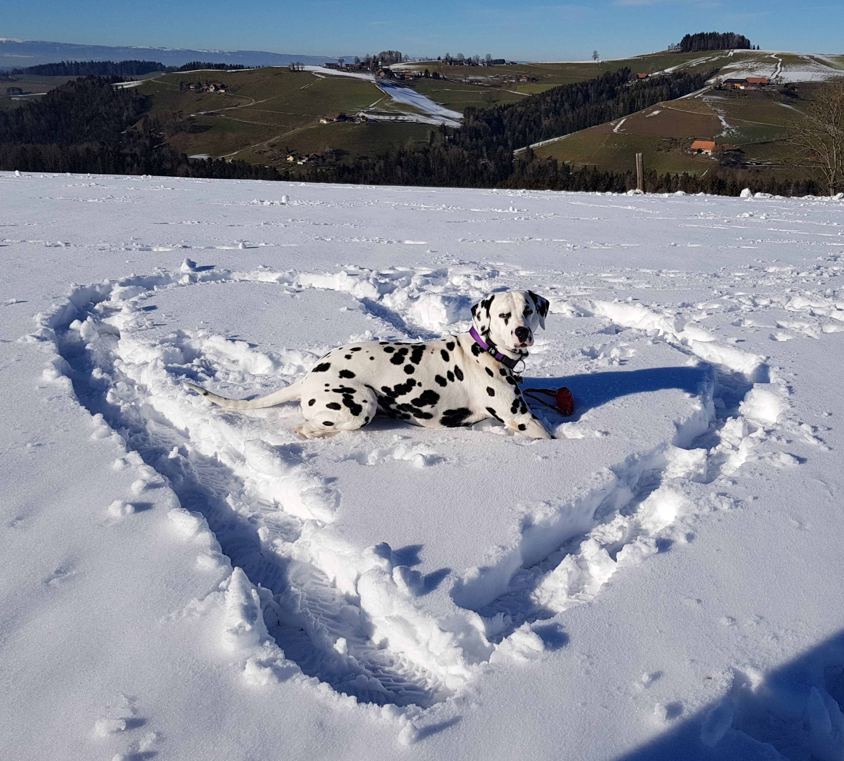Giaro im Schnee