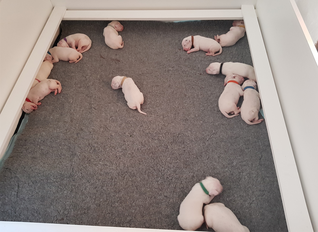 Nachwuchs am 11.08.2019