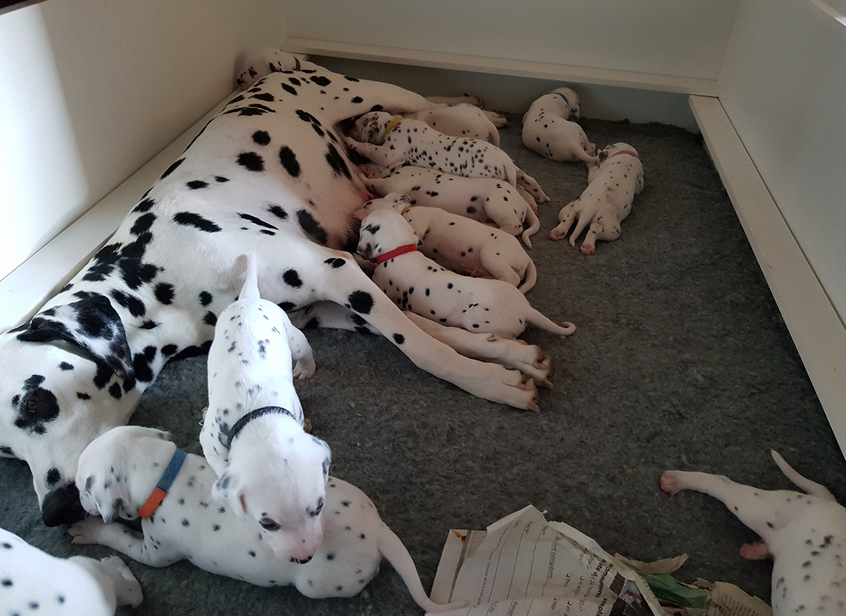 Nachwuchs am 30.08.2019